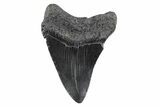 Serrated, Fossil Megalodon Tooth - South Carolina #362202-1